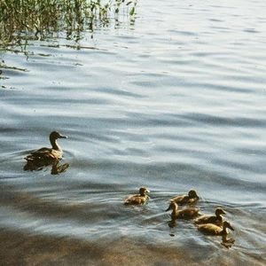 Meet your Posher, Nelfa